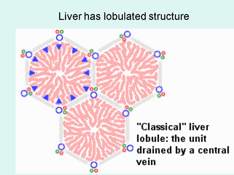 Liver has lobulated structure